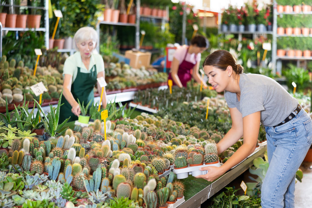 Young woman customer choosing cactus in flower-pot in open-air plants market