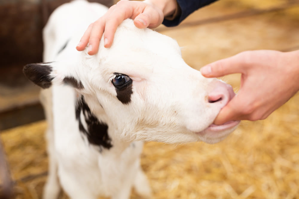 Doctor veterinarian examines the teeth of calf