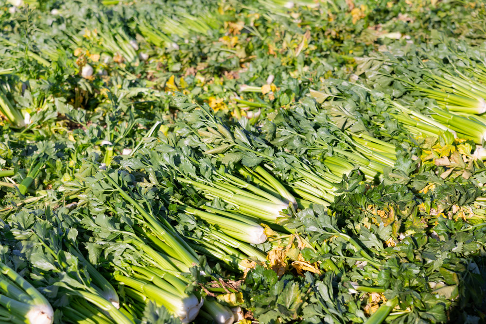 Freshly harvested celery leaves on green farm plantation in spring
