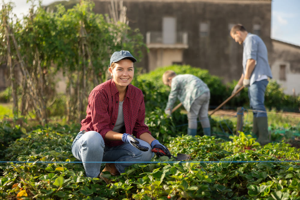 Young woman harvesting from beds in field