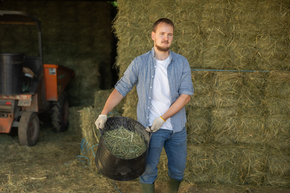 Farm worker feed horses on farm - carries basket of hay for horses