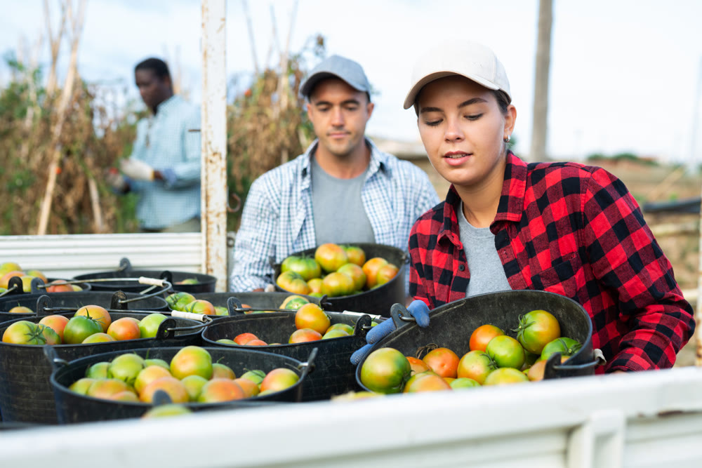 Young female farm worker loading buckets of harvested tomatoes into truck
