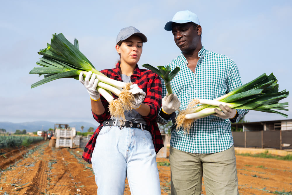 Agriculturists discussing leek crop on vegetable plantation