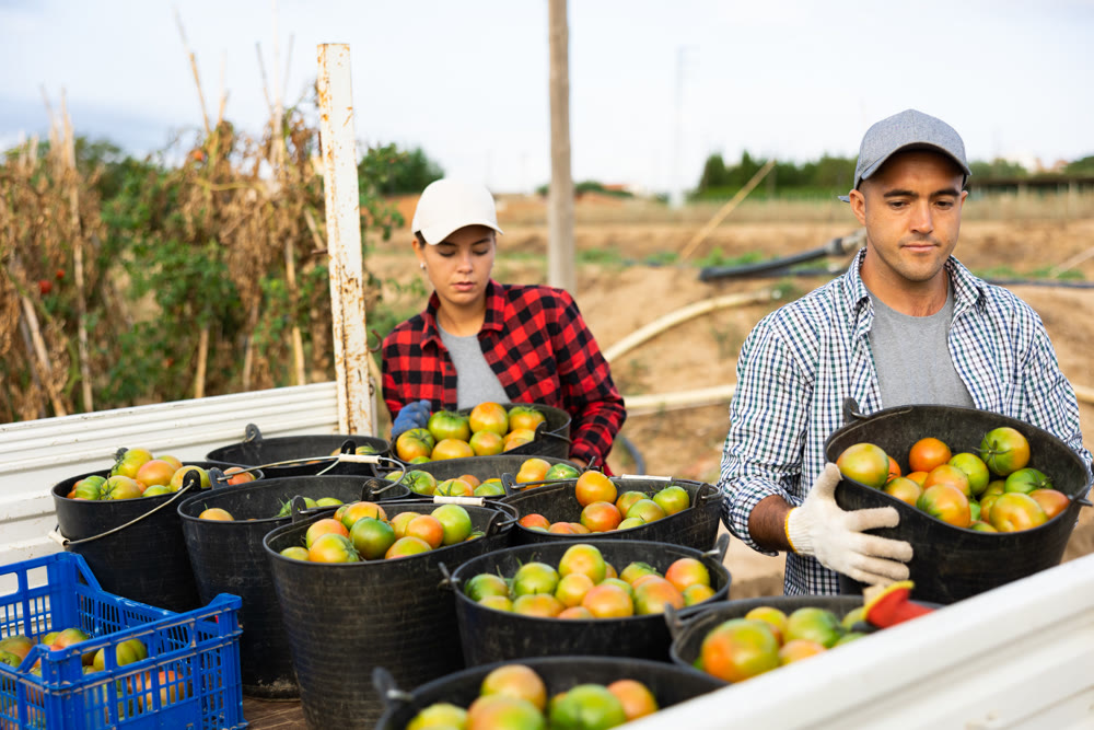 Man and woman loading bucket full of tomatoes on truck