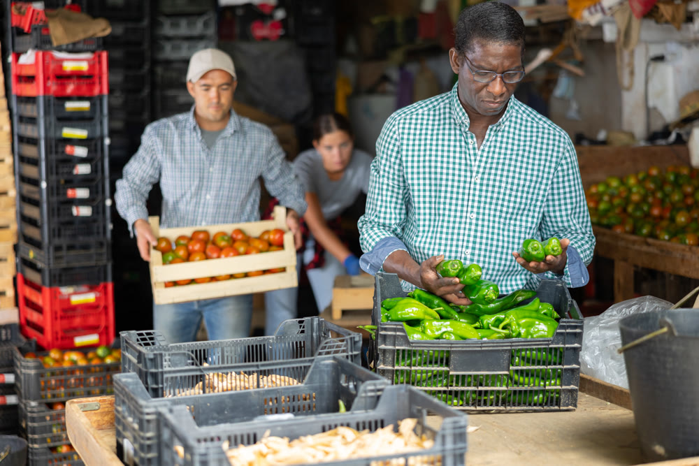 Hired worker sorts bell peppers in vegetables warehouse