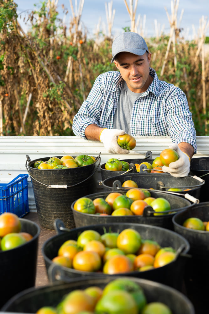 Positive farmer checking harvested tomatoes in buckets loaded on truck
