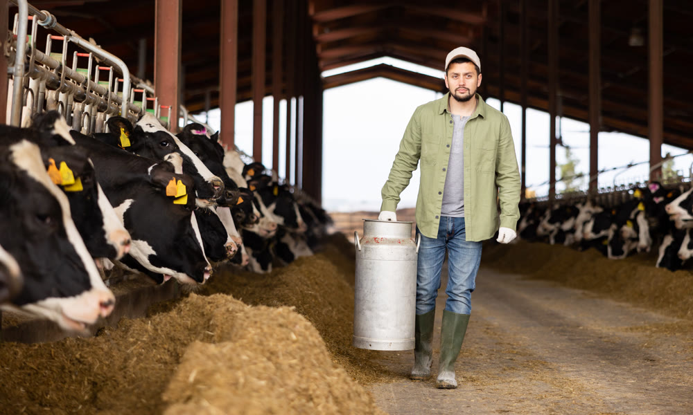 Male farmer carries a large milk can in his hands at cow farm