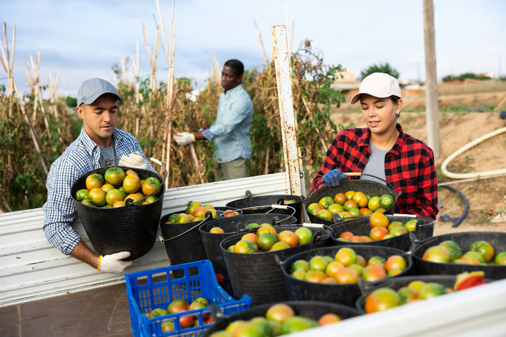 Team of workers loading buckets of harvested tomatoes into truck
