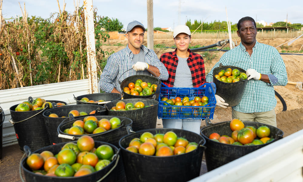 Happy farmers posing with harvest of tomatoes in buckets next to truck