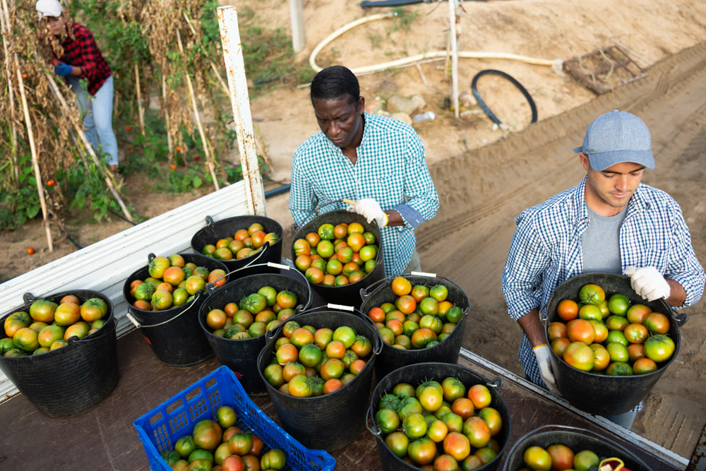 Two farmers harvesting tomatoes in buckets and stacking them on back of truck in farmer field