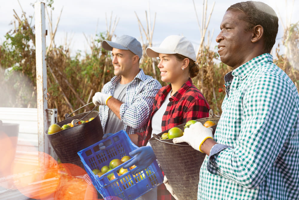 Happy farmers posing with harvest of tomatoes in buckets next to truck