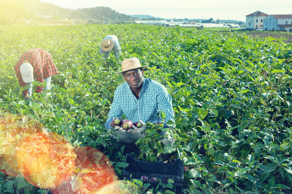 African american man harvesting ripe eggplant in farmer field