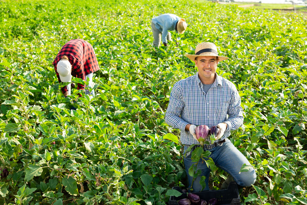 Smiling farmer gathering crop of eggplants on farm field