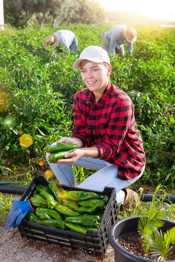 Smiling female horticulturist harvesting green peppers on farm plantation
