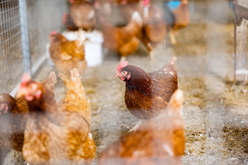 View through cage of hens in henhouse