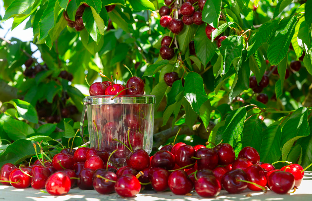 Orchard - ripe delicious cherries on the table under trees
