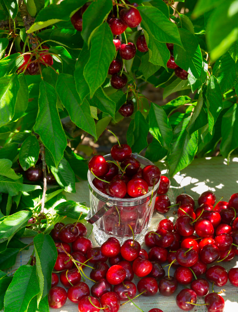 Harvested ripe sweet cherry berries on table under tree branches