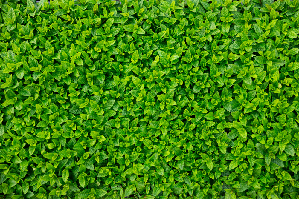 Large quantity of garden pots with green mint placed on the ground