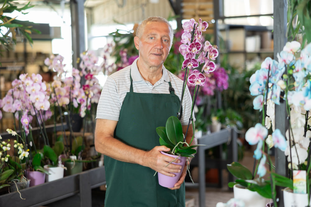 Mature male employee of garden shopping center inspects product, pot with orchid.