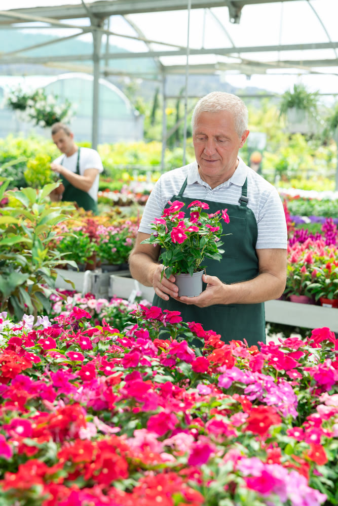 Mature male employee of garden shopping center inspects product, pot with vinca.