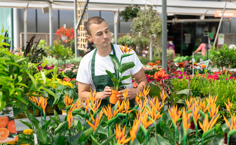 Male employee of garden shopping center inspects product, pot with strelizia.