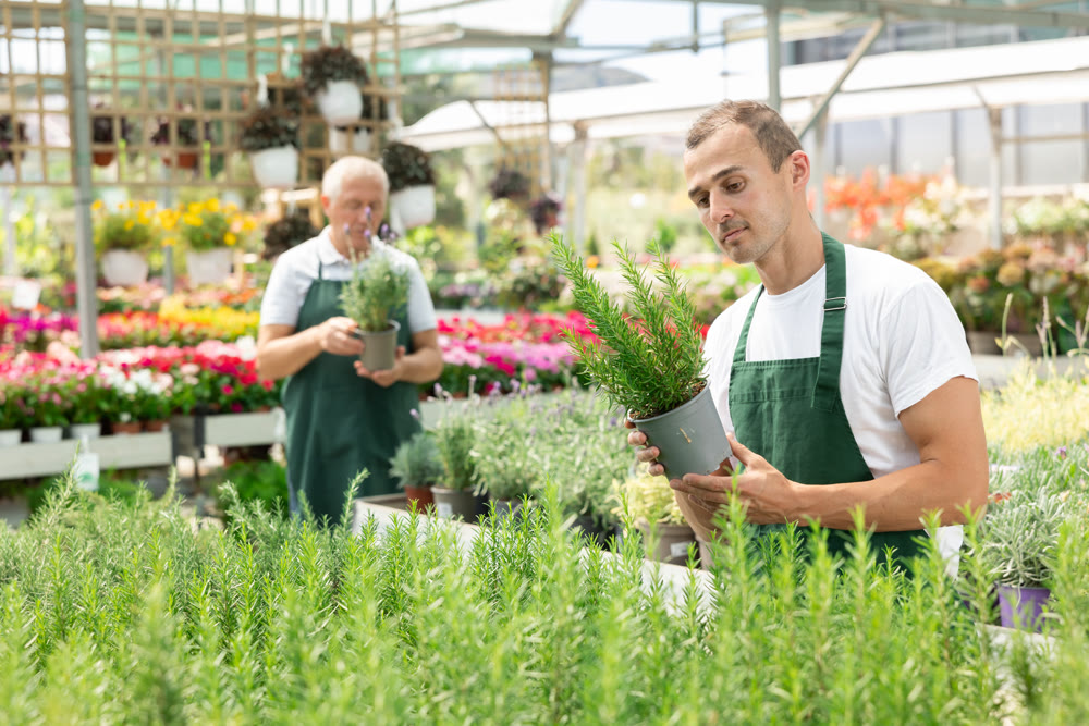 Young male seller holding rosemary in pot