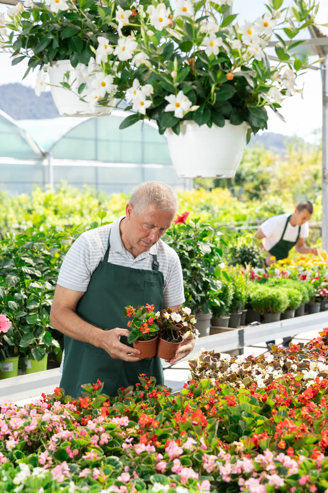 Skilled elderly male florist in apron caring about potted begonia flowers in greenhouse