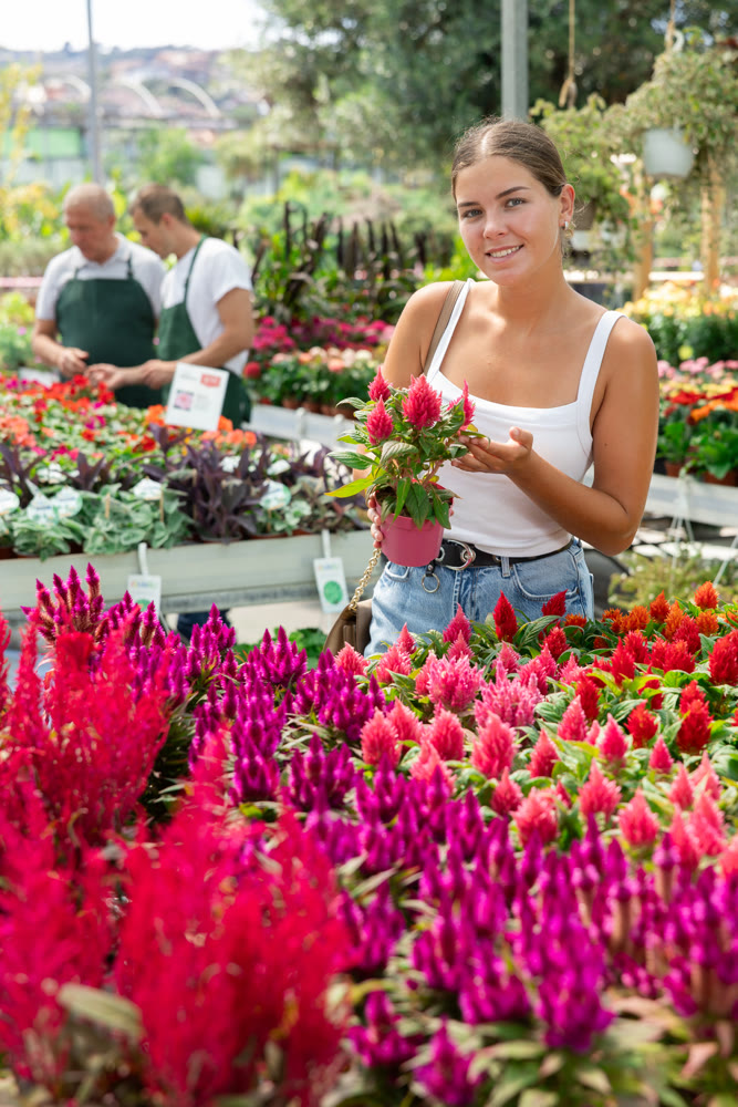 Young woman choosing celosia in flower shop