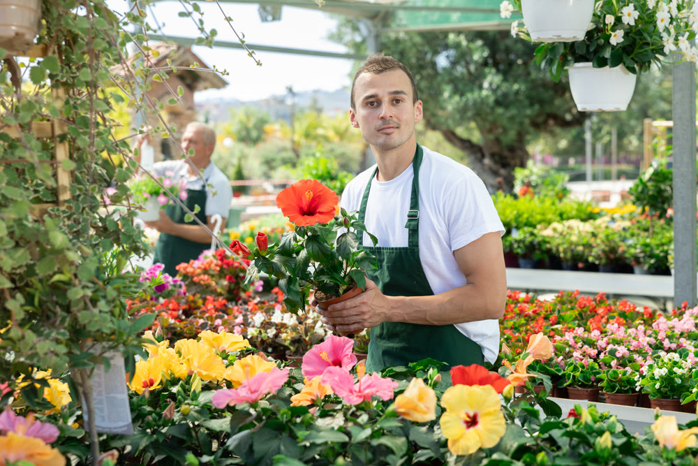 Man sales in flower shop carefully examines hibiscus