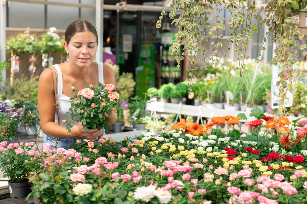 Young florist in an apron takes care of bush roses in pots in large greenhouse
