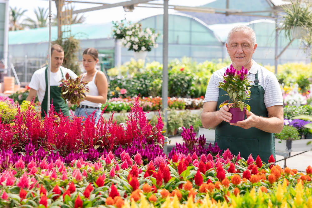 Mature flower shop worker holding flower pot with Celosia in her hands