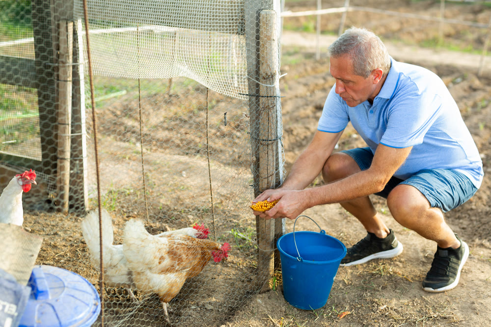 Elderly man feeding chickens with corn in poultry aviary in backyard