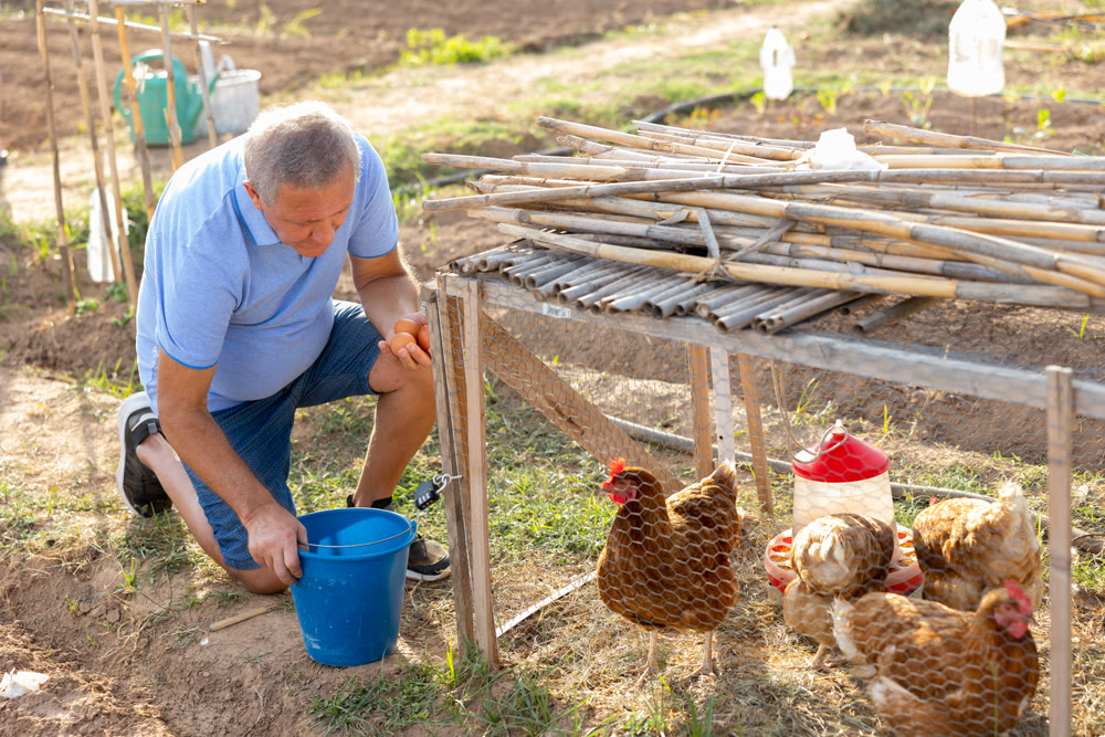 Male farmer collecting chicken eggs in chicken coop outdoors