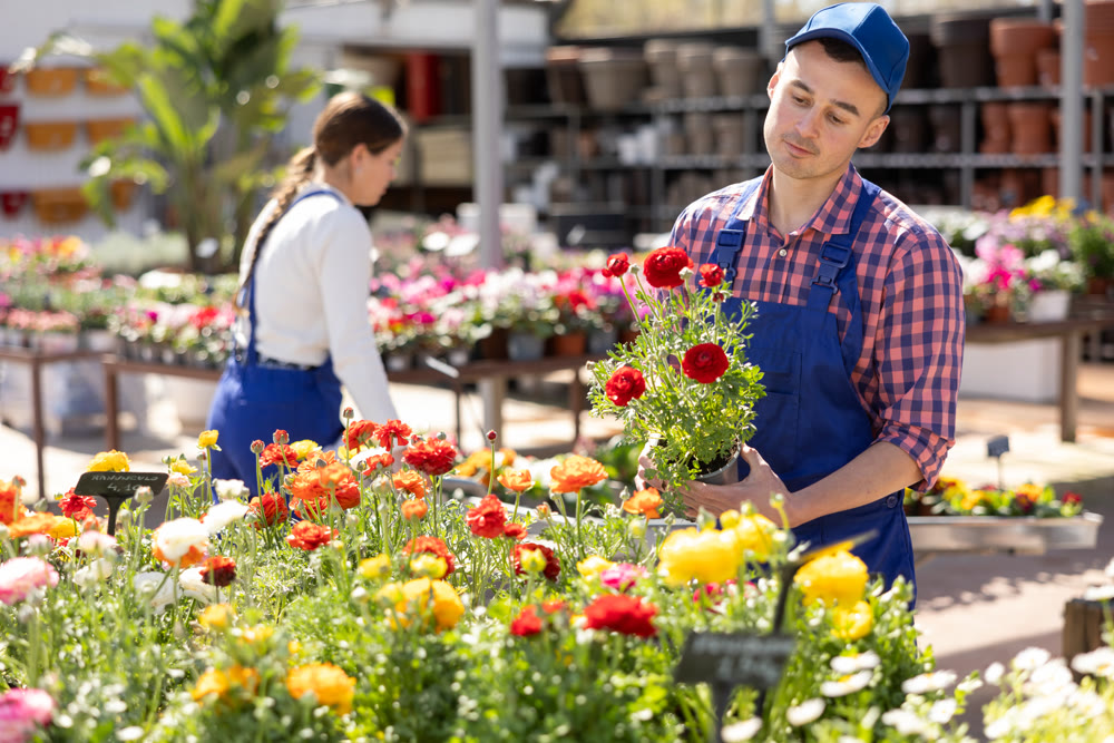 Young male salesman holding persian buttercup
