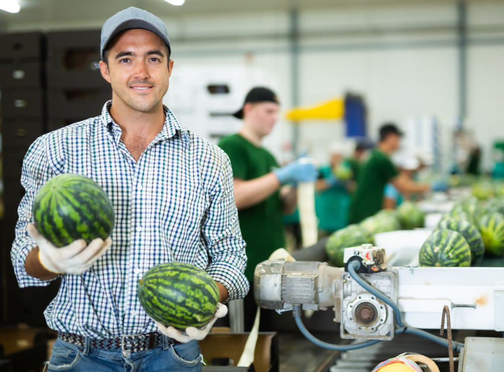 Male vegetable factory worker sorting ripe watermelons on conveyor