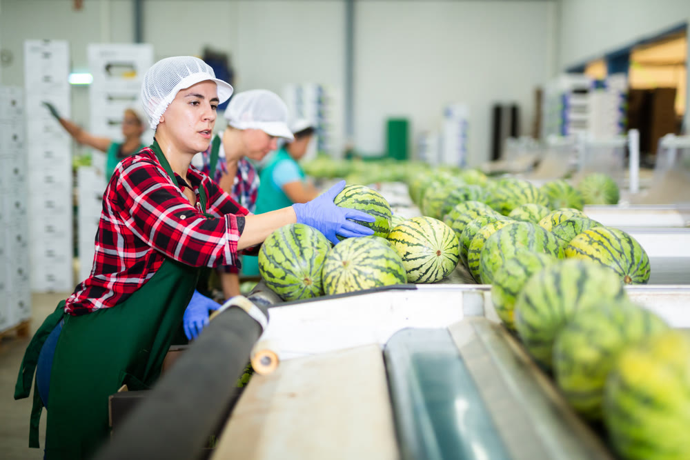 Hispanic woman working on watermelons sorting line in fruit warehouse