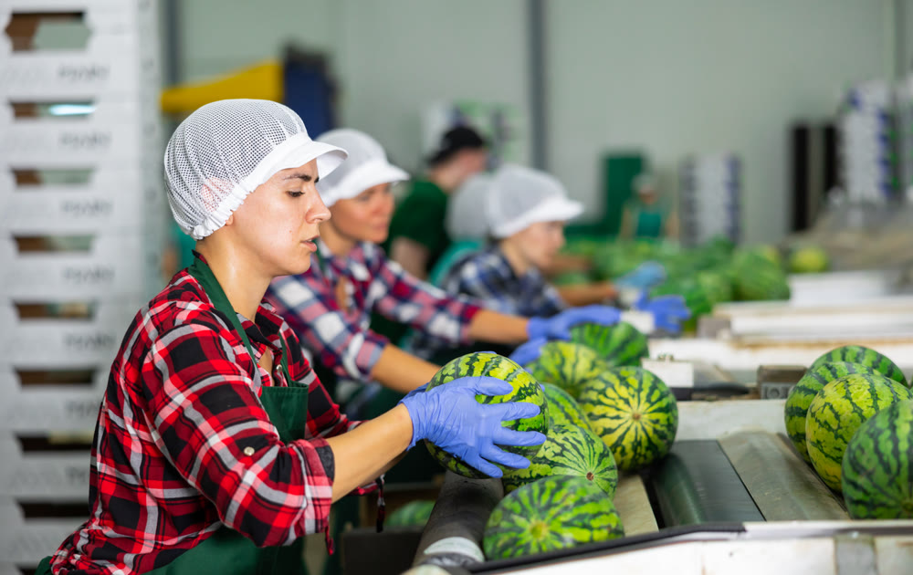 Woman hardworking in agricultural facility, sorting watermelons