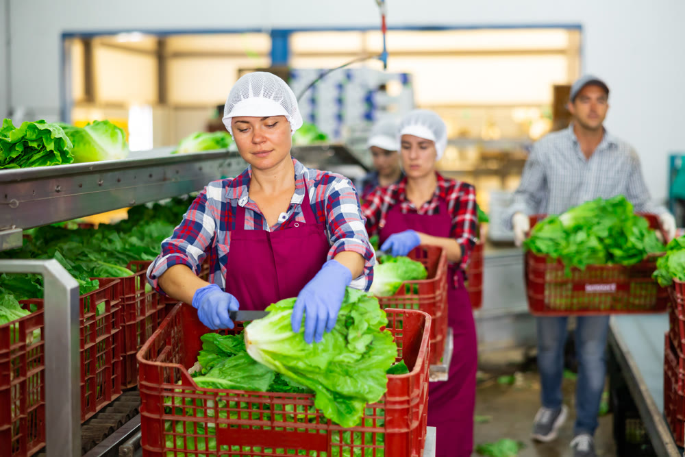 Female worker of vegetable sorting factory arranging lettuce in boxes