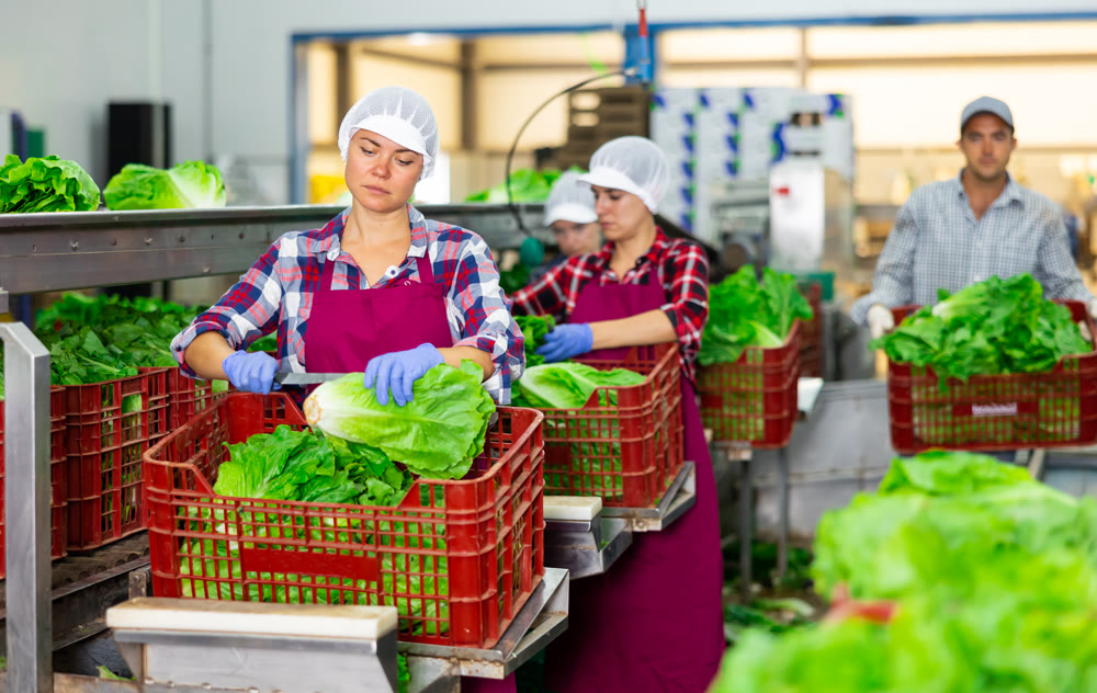 Woman worker in apron standing at conveyor in factory and sorting lettuce