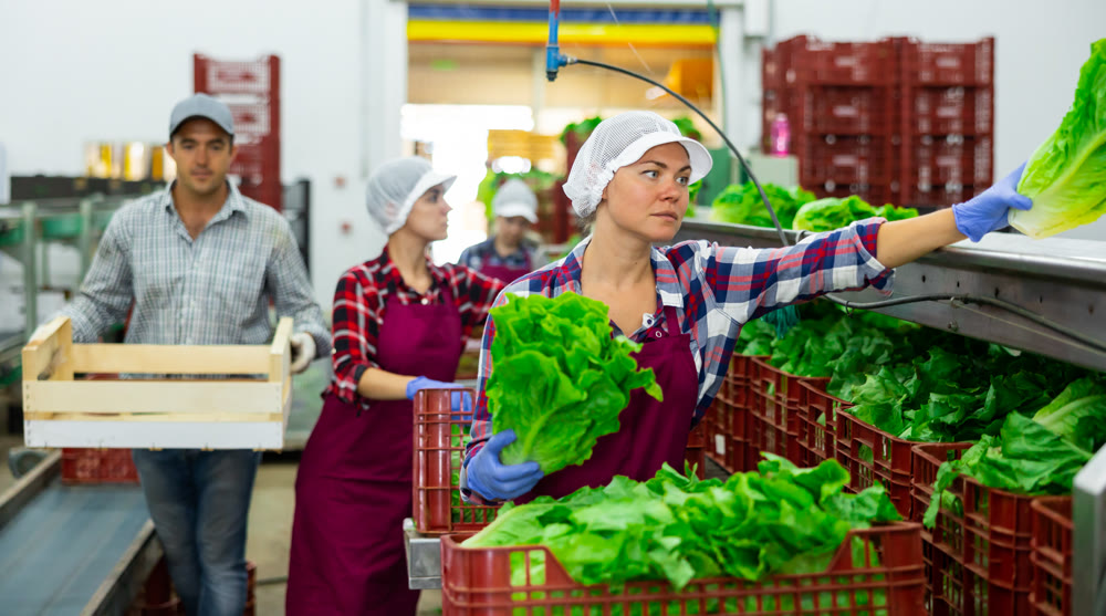 Woman sorting lettuce in agricultural facility