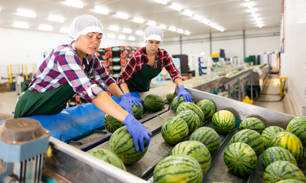 Vegetable factory workers sorting watermelons on conveyor line