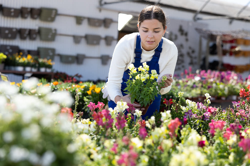 Young female seller holding snapdragons in pot