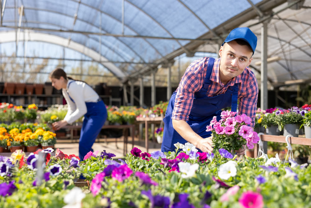 Young male seller holding petunia in pot