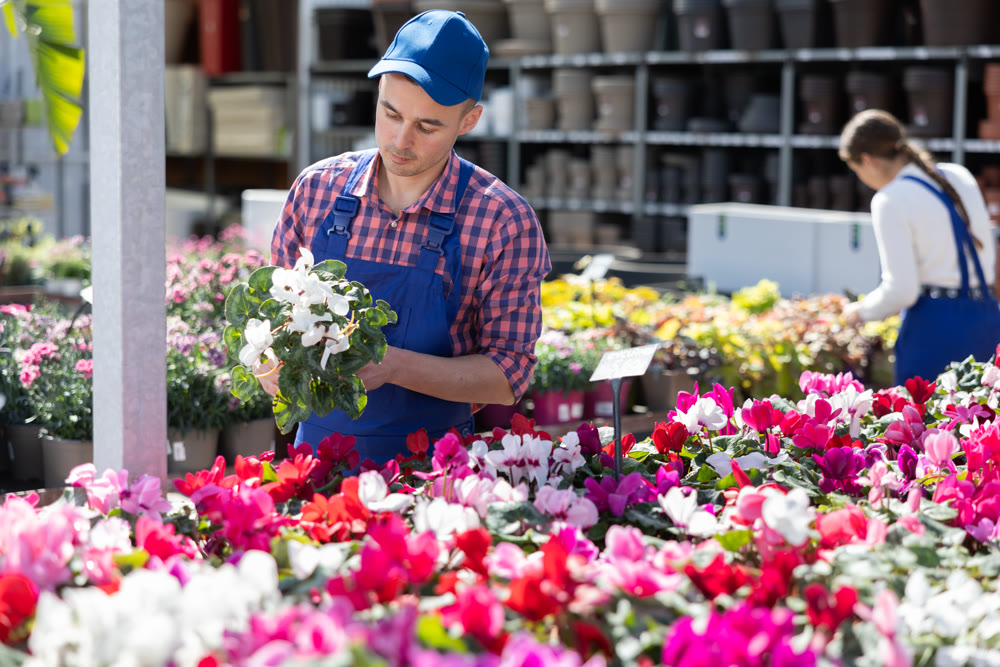 Gardening male worker in overall inspects young cyclamen plants after treatment with antifungal drugs