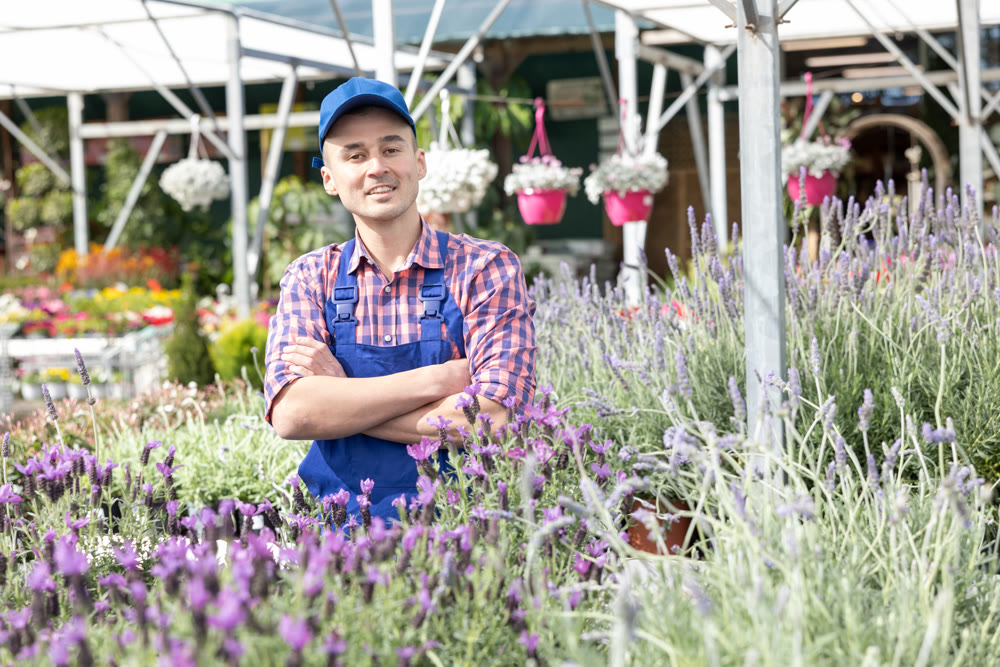 Male gardener takes care of potted flowers lavender in greenhouse