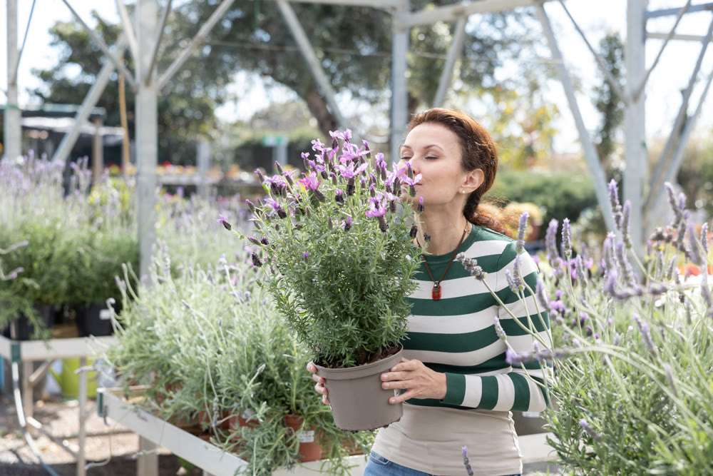 To decorate her garden, girl chooses garden lavender in flower market