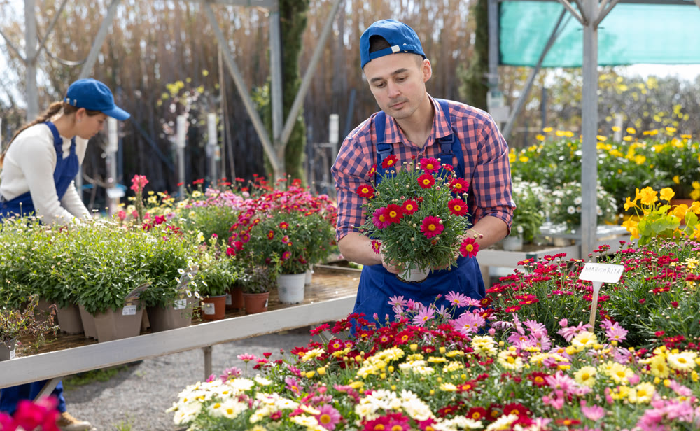 Young male seller holding margarita flower in pot