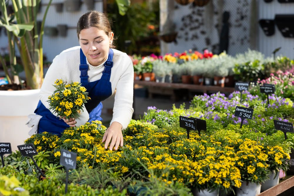 Woman gardener caring for decorative yellow erysimum in pot in greenhouse
