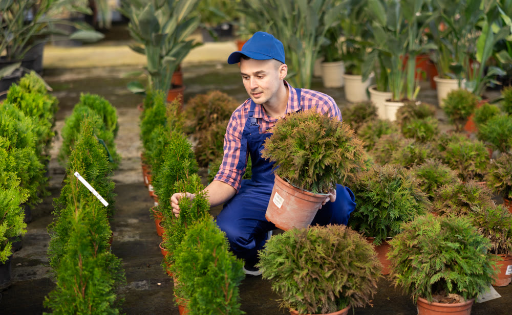 Young male seller holding thuja in pot
