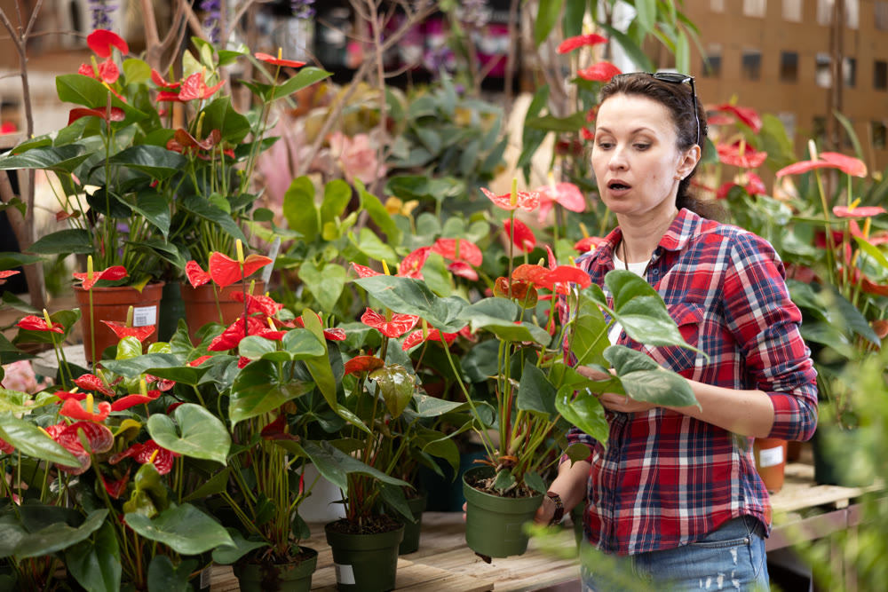 Female shopper chooses Anthurium flowers at flower market